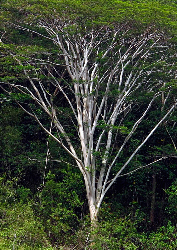 Kauai-Tree-1