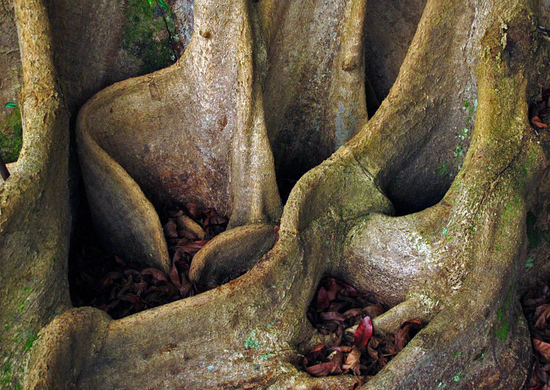 Buttress-Roots-Detail