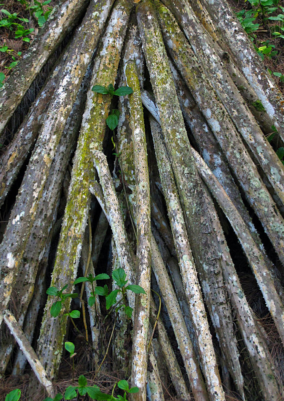 Aerial Palm Roots