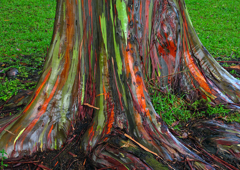 Rainbow-Eucalyptus - 2