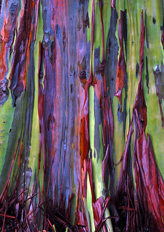 Rainbow-Eucalyptus - 4