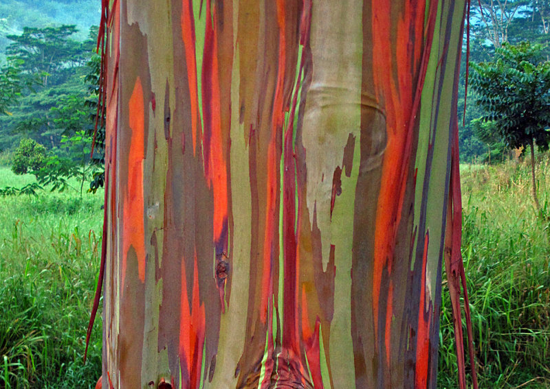 Rainbow-Eucalyptus-5