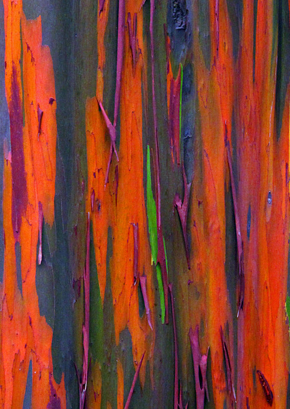 Rainbow-Eucalyptus-Detail-2
