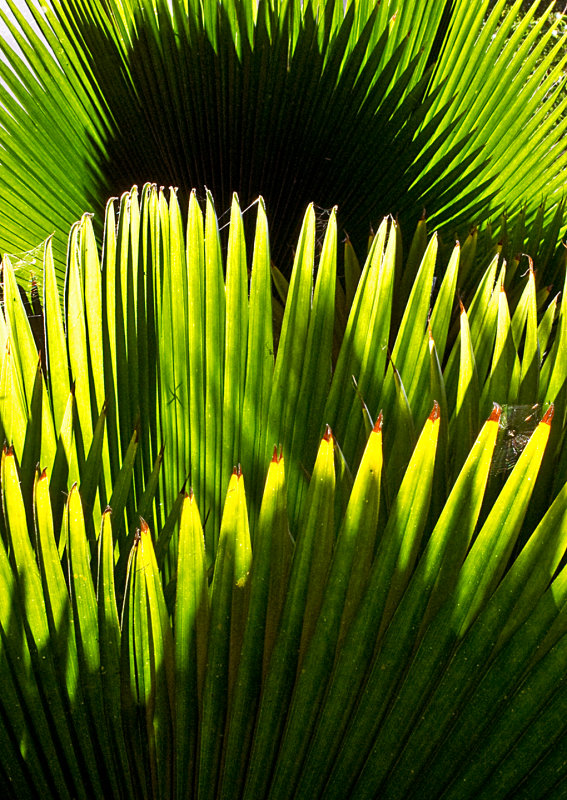 Palm-Leaves