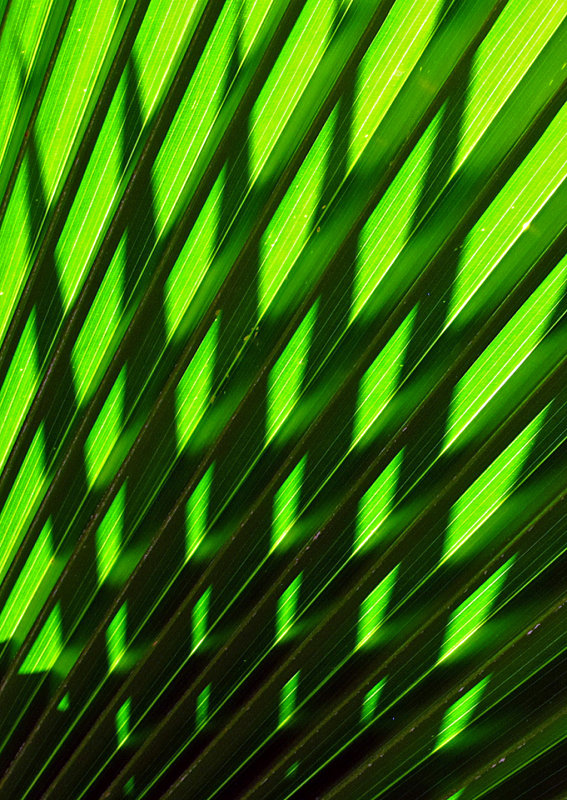 Palm-Leaf-Shadows