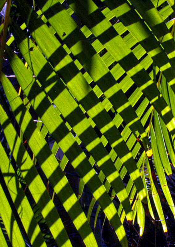 Palm-Leaf-Cross-Shadow