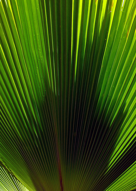 Palm Leaf Shadow - 2