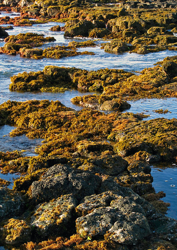 Seaweed-on-Rocks