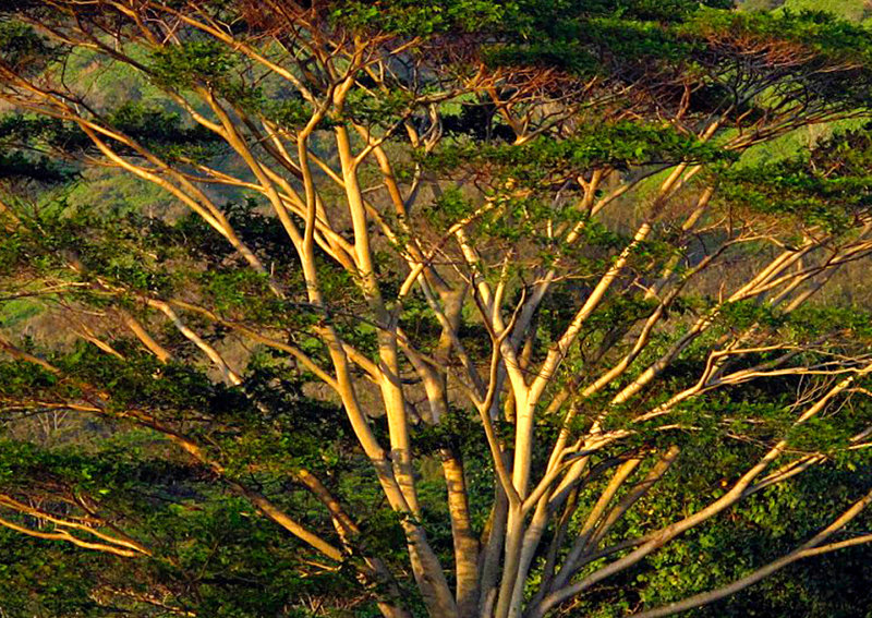 Kauai-Tree-Late-Light
