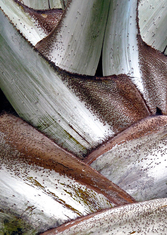 Palm-Tree-Detail