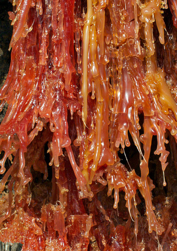 Kauai-Pine-Resin