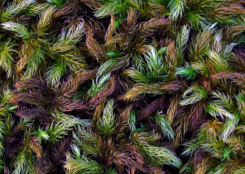 Moss