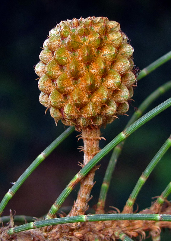 Ironwood Tree Fruit