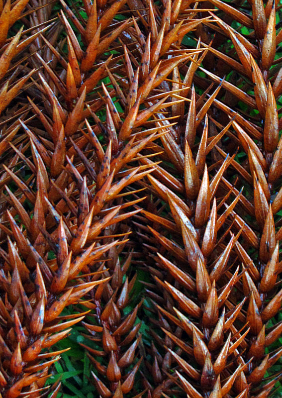 Tree-Needles