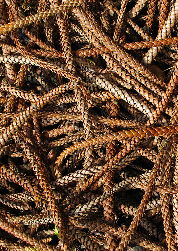 Norfolk-Is. Pine Needles