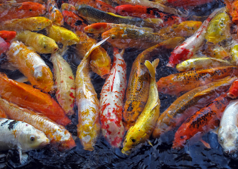 Koi Feeding Frenzy - 2