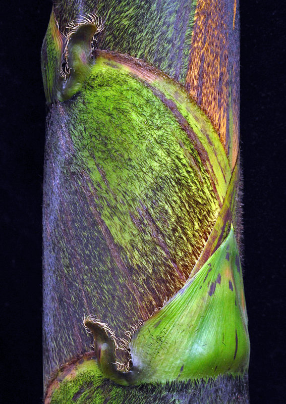 New Bamboo