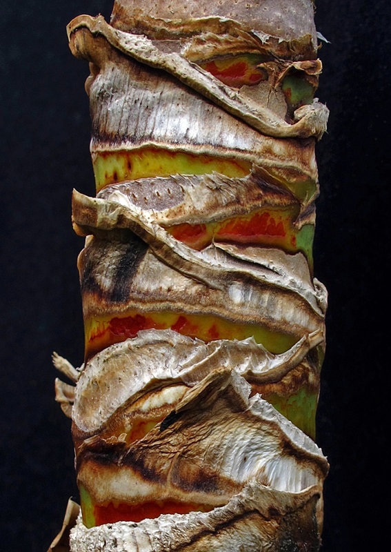 Bamboo-Detail