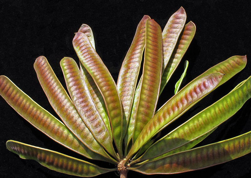 Koa Haole Seed Pods - 1