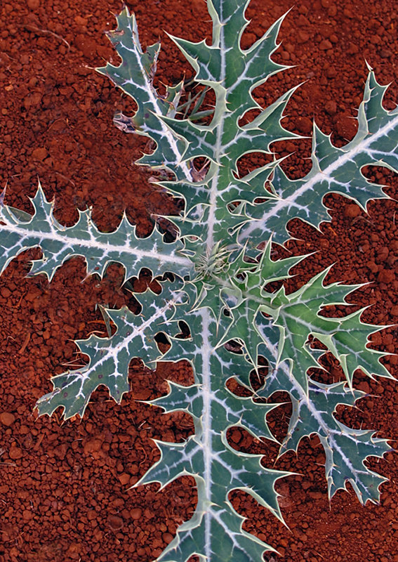 Spiky-Plant