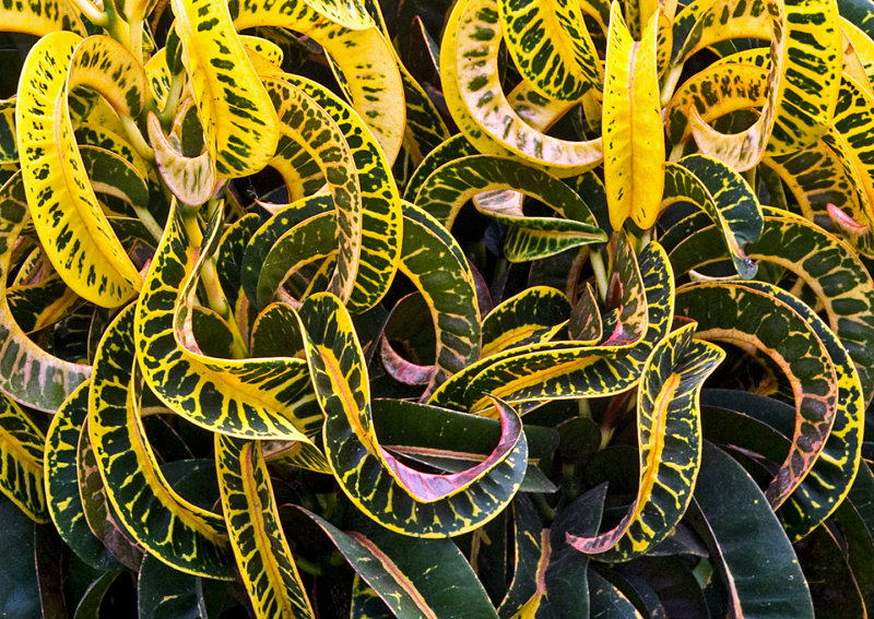 Croton