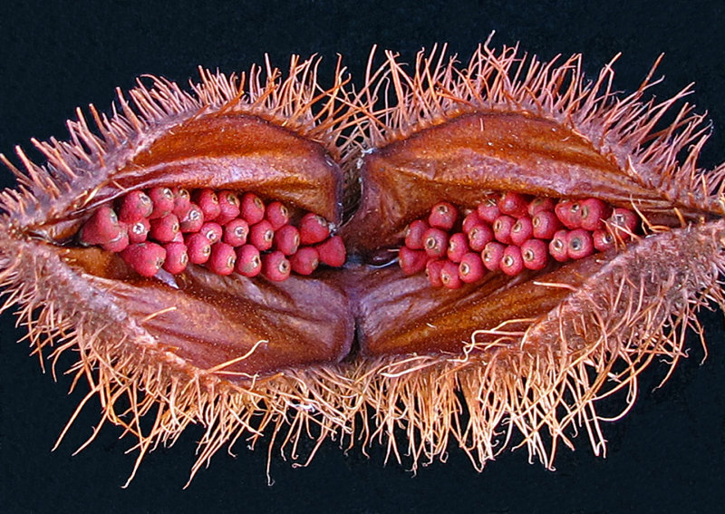Anatto-Seed-Pod