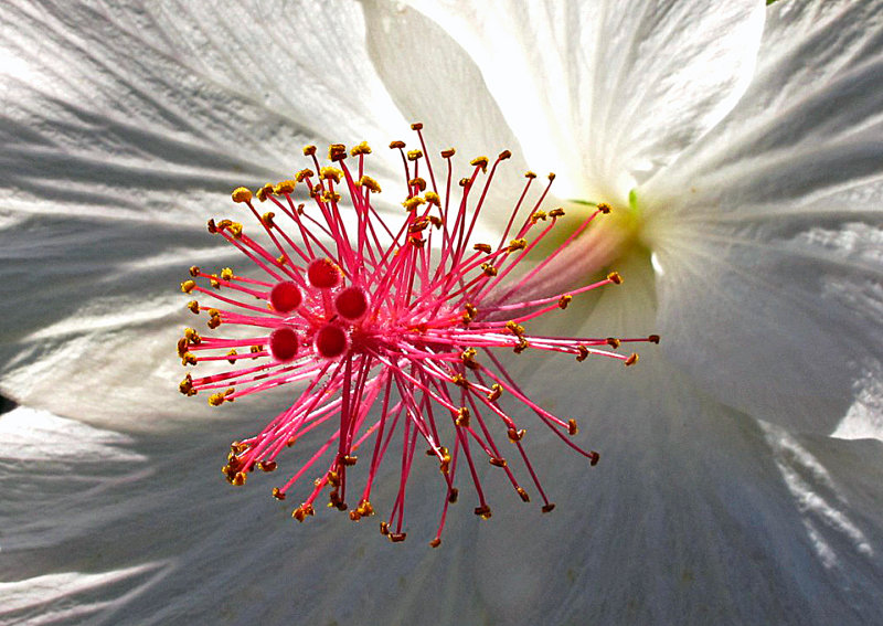 Hibiscus-1