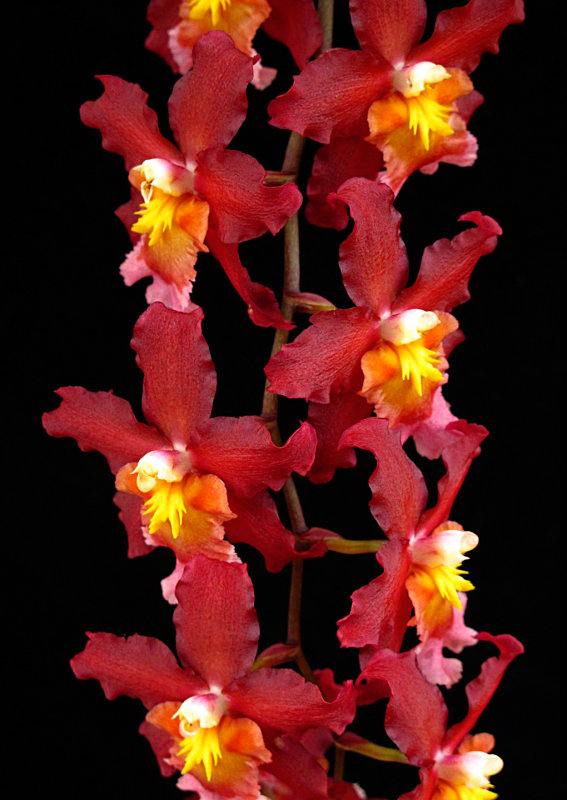 Orchid-3