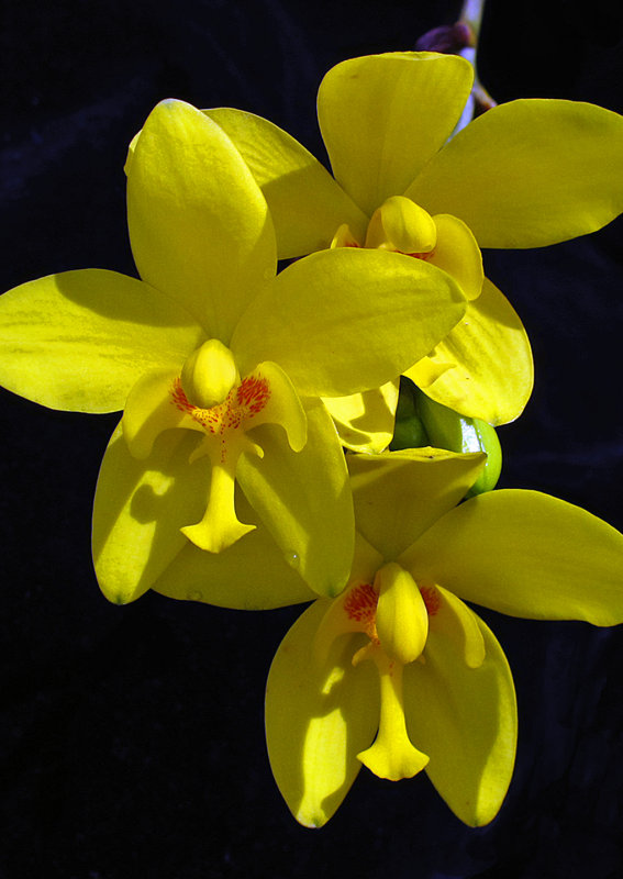 Orchid-4