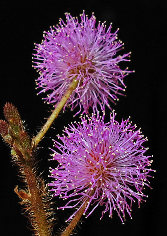 Kauai-Mimosa