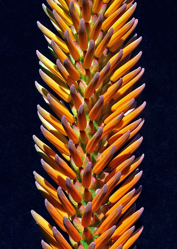 Aloe ferox