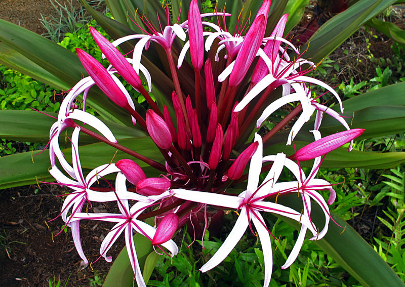 Spider-Lily
