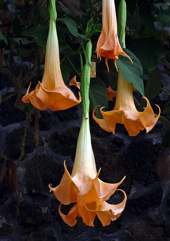 Trumpet-Flower