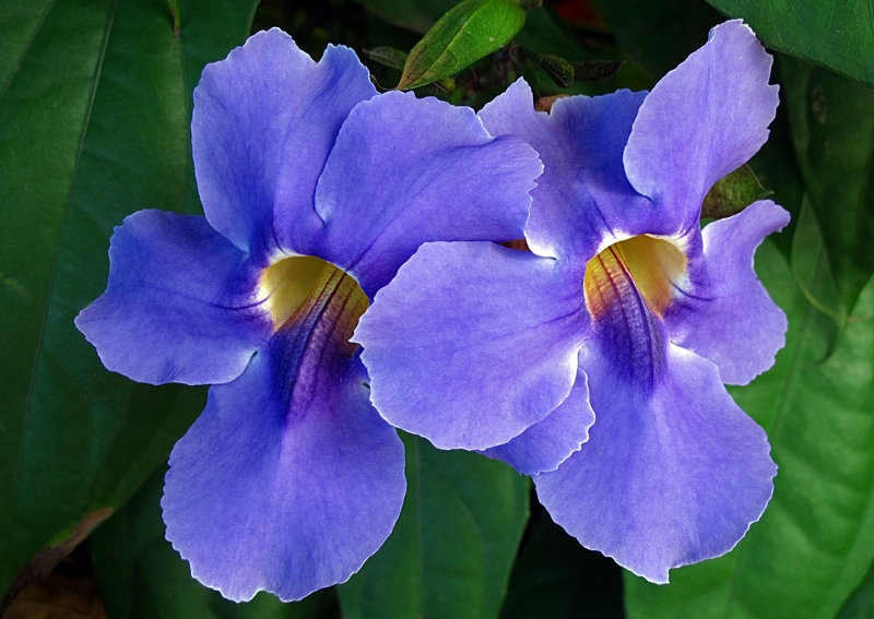 Bengal Trumpet Flower