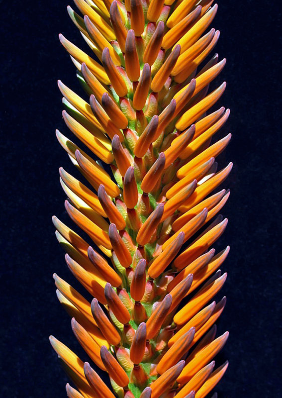 Aloe-ferox