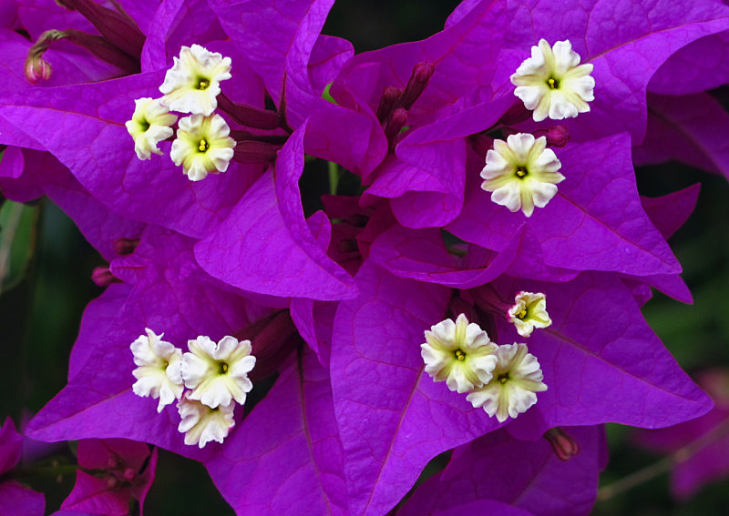 Kauai-Bougainvillea