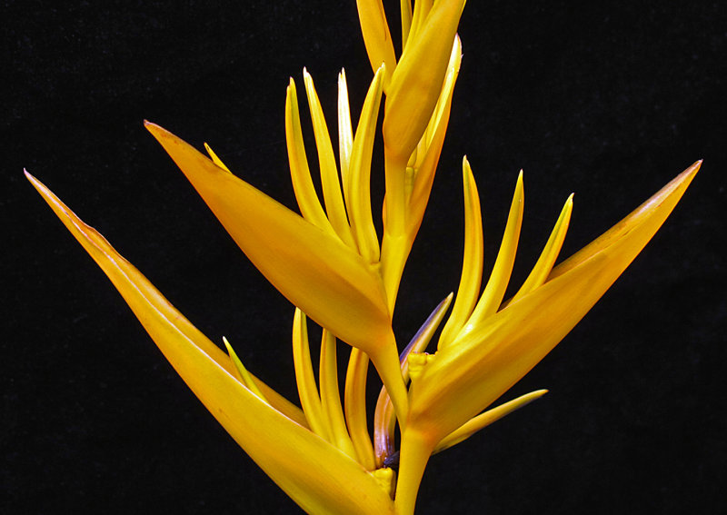 Yellow Heliconia