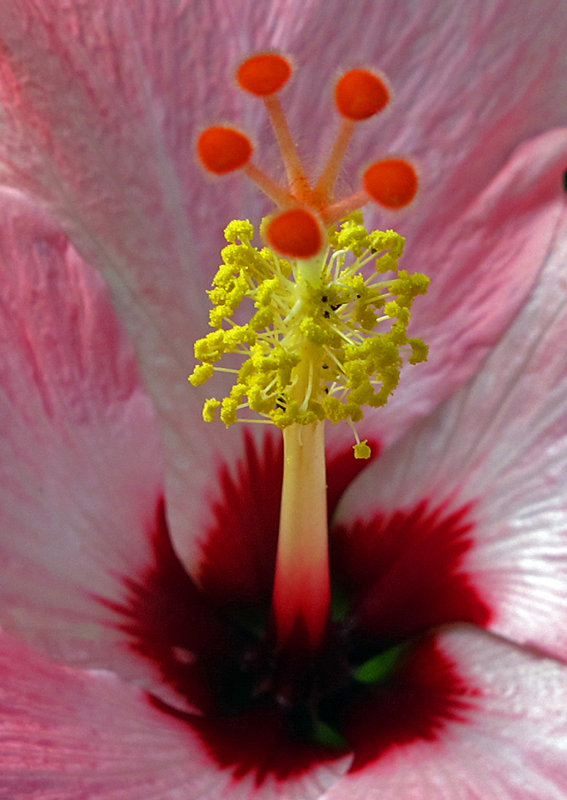 Hibiscus-4