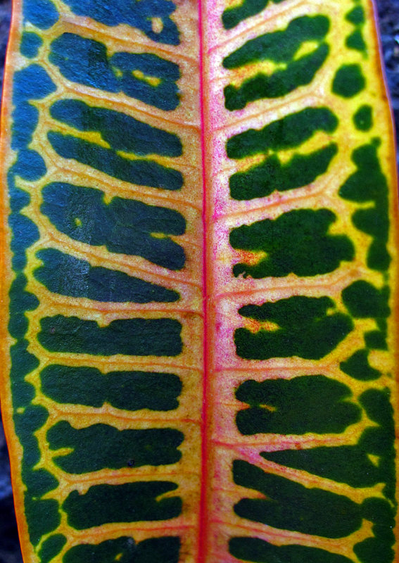 Croton-Leaf
