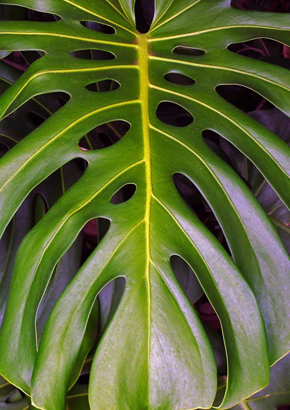 Split-Leaf-Philodendron