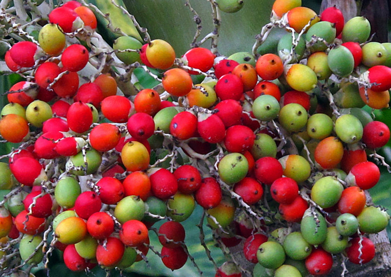 Palm-Berries