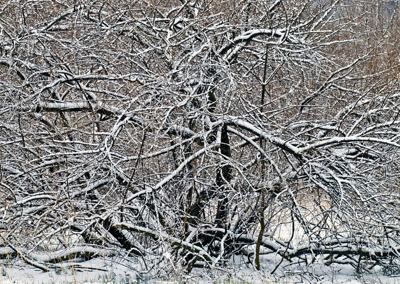 Snow-Covered-Tree