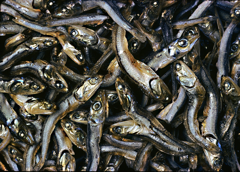 Dried-fish