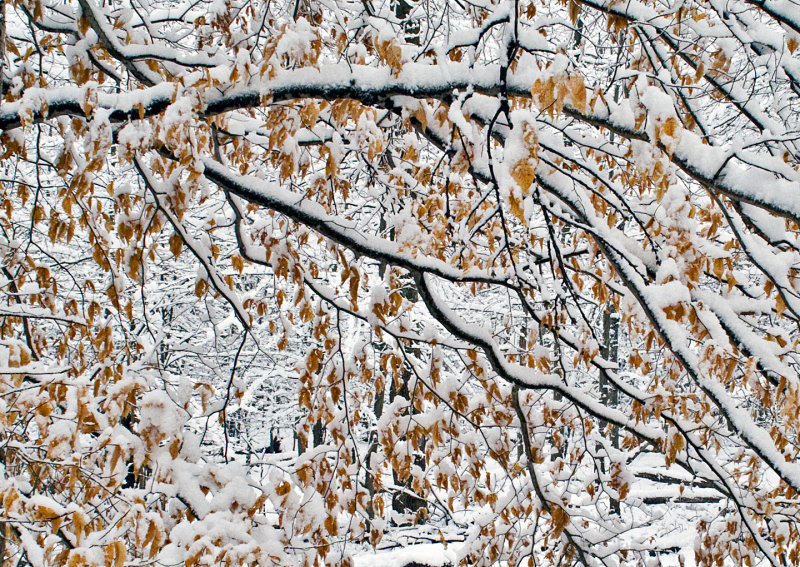 Snow-on-Branches-2