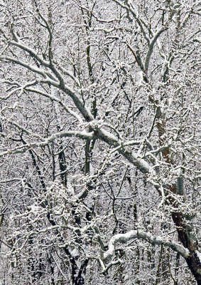 Shenandoah Sycamore after Snow