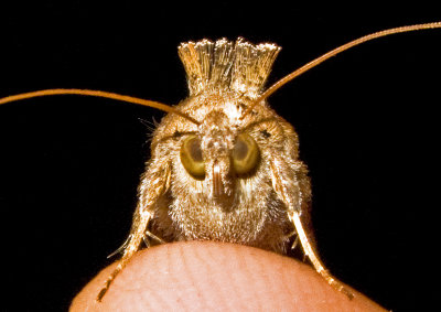 Looper-Moth