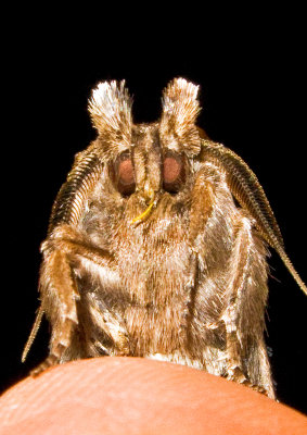Moth-with-Horns