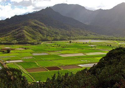 Hanalei-Lookout