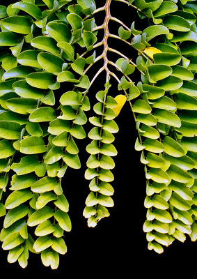 Kauai-Tree-Multi-leaf