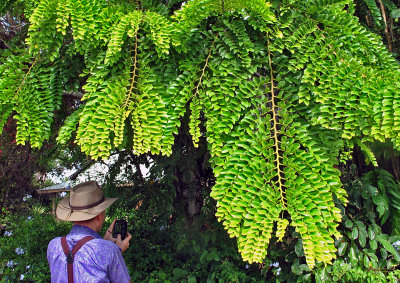 W-photographing-Tree-Multi-leaf
